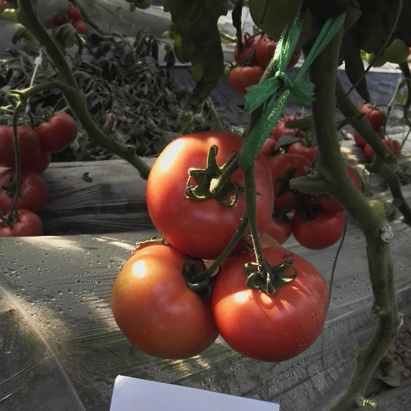 Горячая Распродажа 2018 розовый томатный семя для посадки