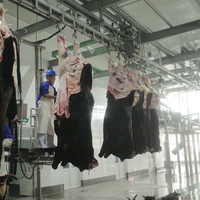 Complete Ox Bull Slaughter Line for Beef Slaughterhouse