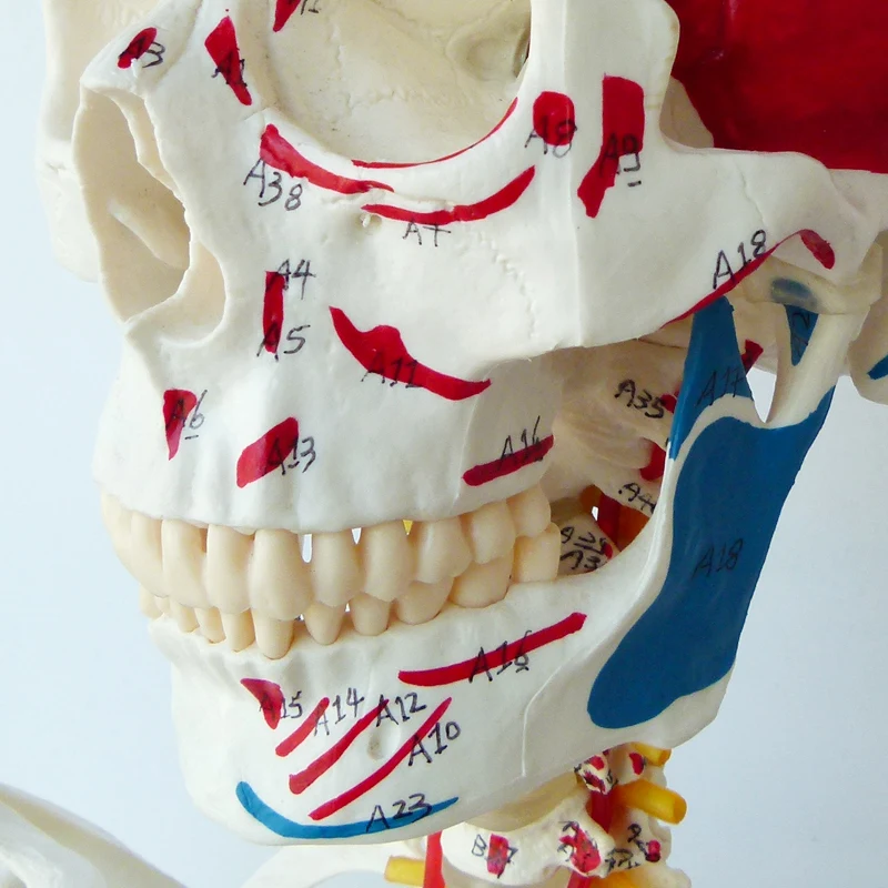 The 170CM human skeleton model is coded with half muscle start and stop point