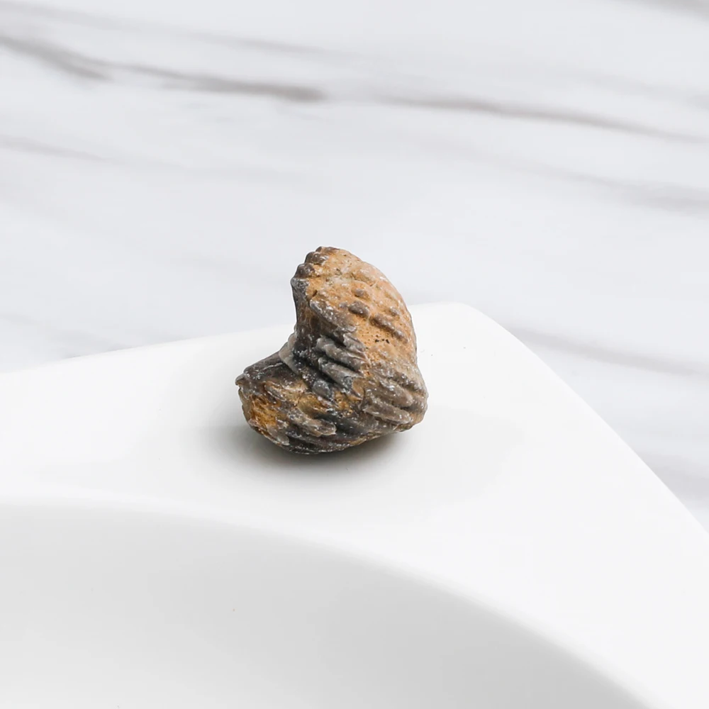 Yase promotional gift box fossil collection kit wholesale fossil collection set kids toys old fossil produce