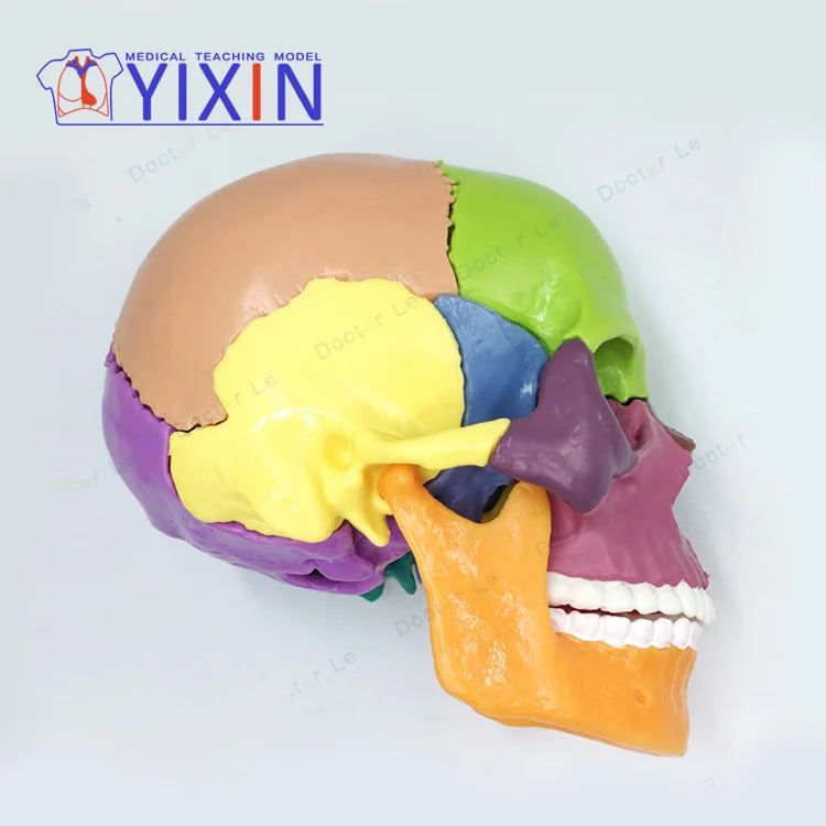 
4D Miniskull Assembly Skull Model Color Human 15 Component Model Separation 
