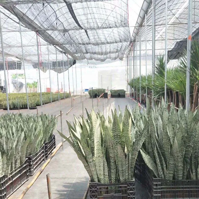  Живая змея Sansevieria trifasciata с голыми