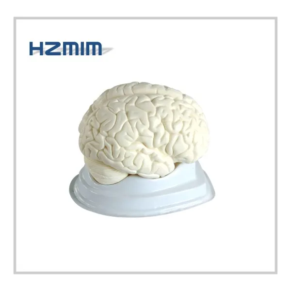 Human Organs Brain Anatomical Model, Medical human brain model
