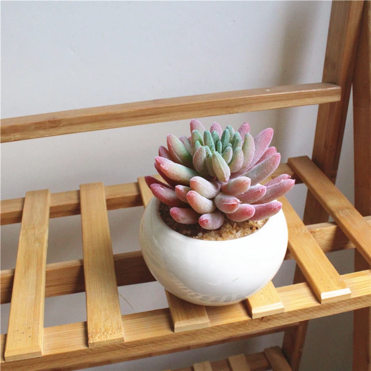 Desk decoration Artificial Succulents Plants potted  fingers shape plant for home decoration