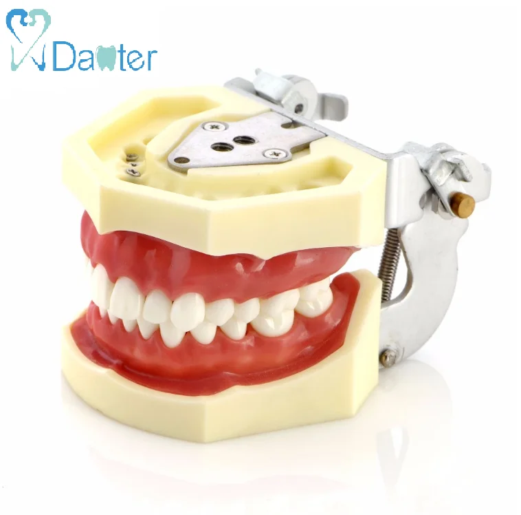 Typodont Dental Replacement Tooth Model for Student Practice 32 28