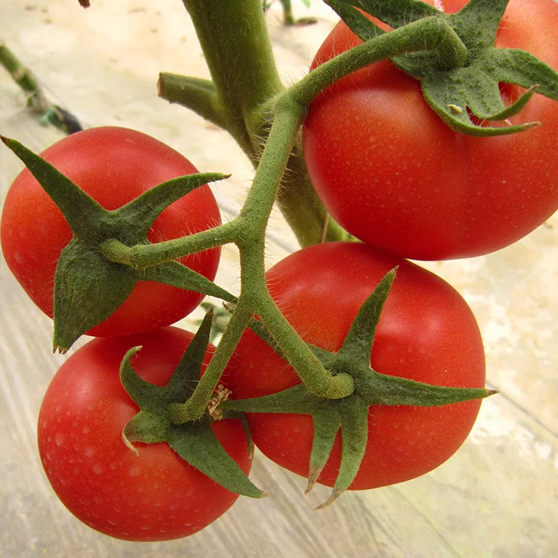 Горячая Распродажа 2018 семена Cherry вишневого томата для посадки