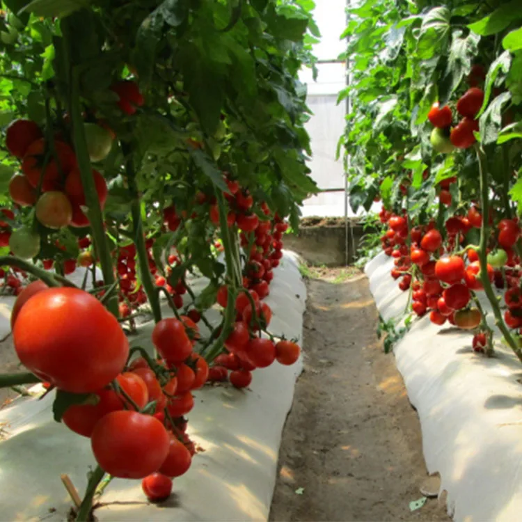 Недетерминированный красный цвет высокая твердость термоустойчивые семян томатов