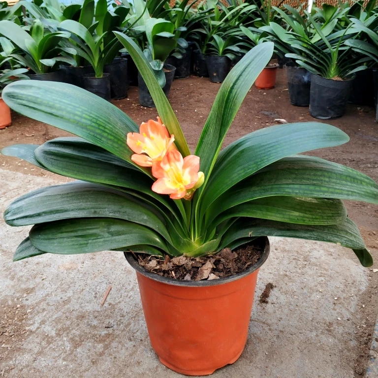 
Indoor ornamental Clivia miniata Plants 