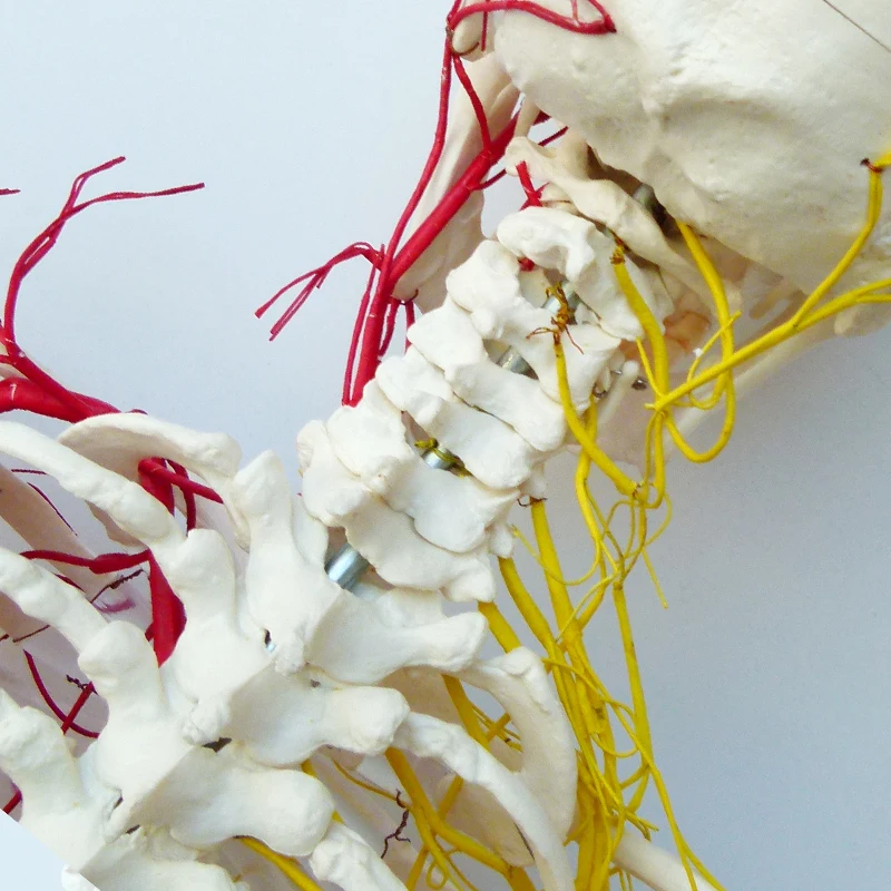 170 skeleton, nerve, Medical Full Skeleton Anatomical Human Model