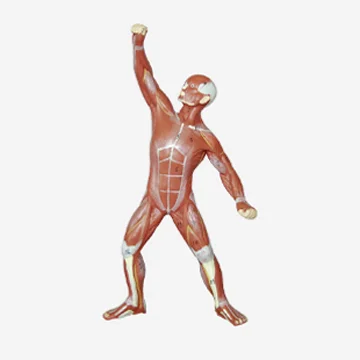 GelsonLab HSBM-150 Human Muscle Anatomy Model Human male muscular model