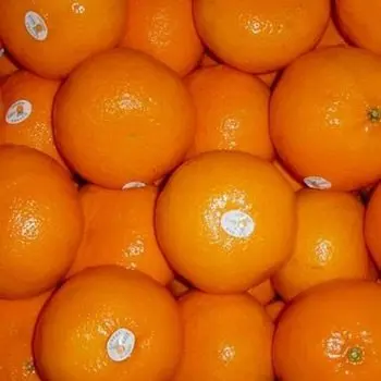navel orange price