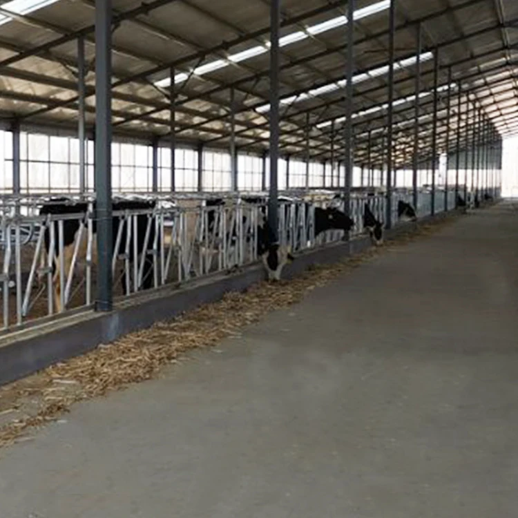 Dairy farm milking parlor cow free stall loops saudi arabia