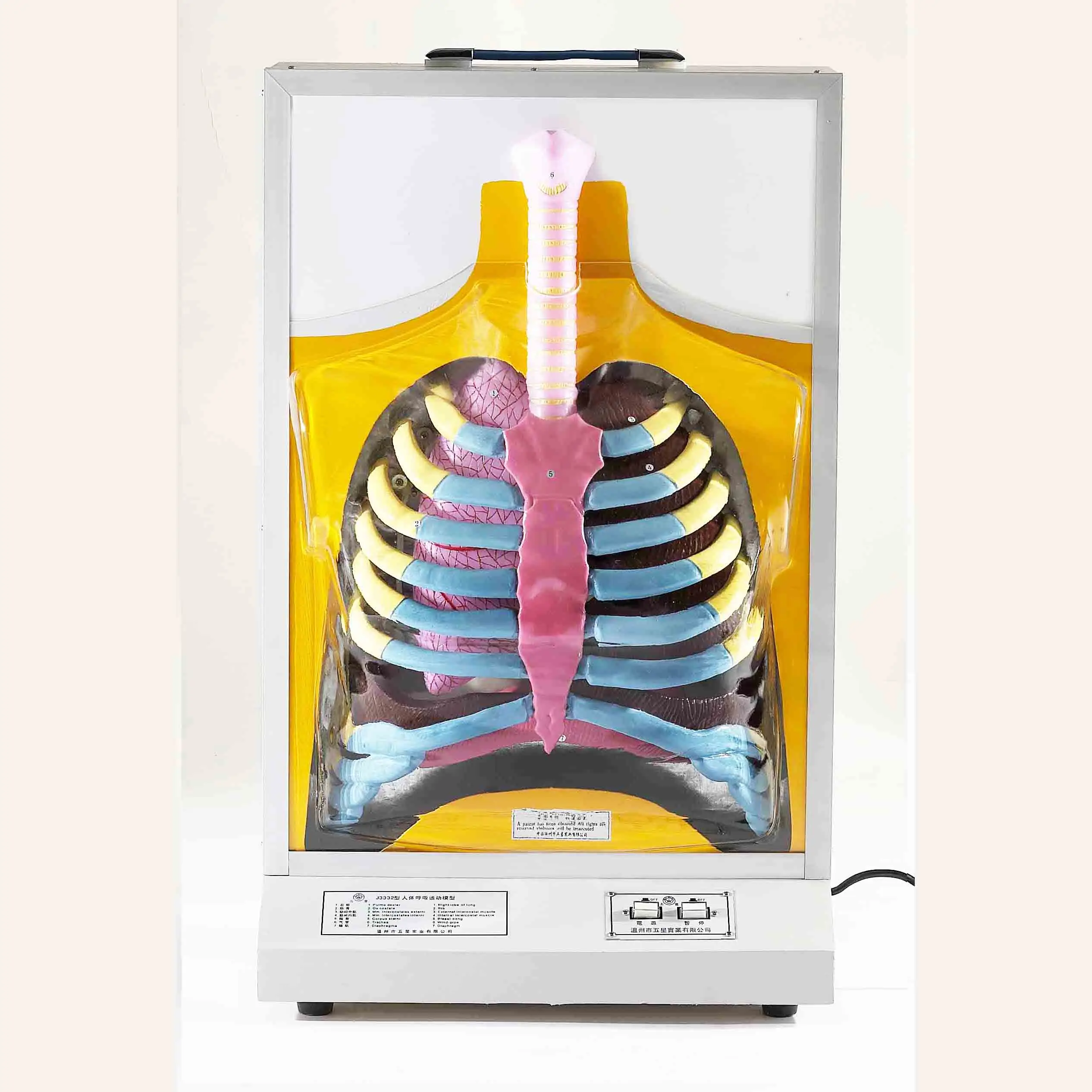 GelsonLab HSEM-002  Electrical Blood Circulation Model Electrical Model of heart pulse and blood circulation