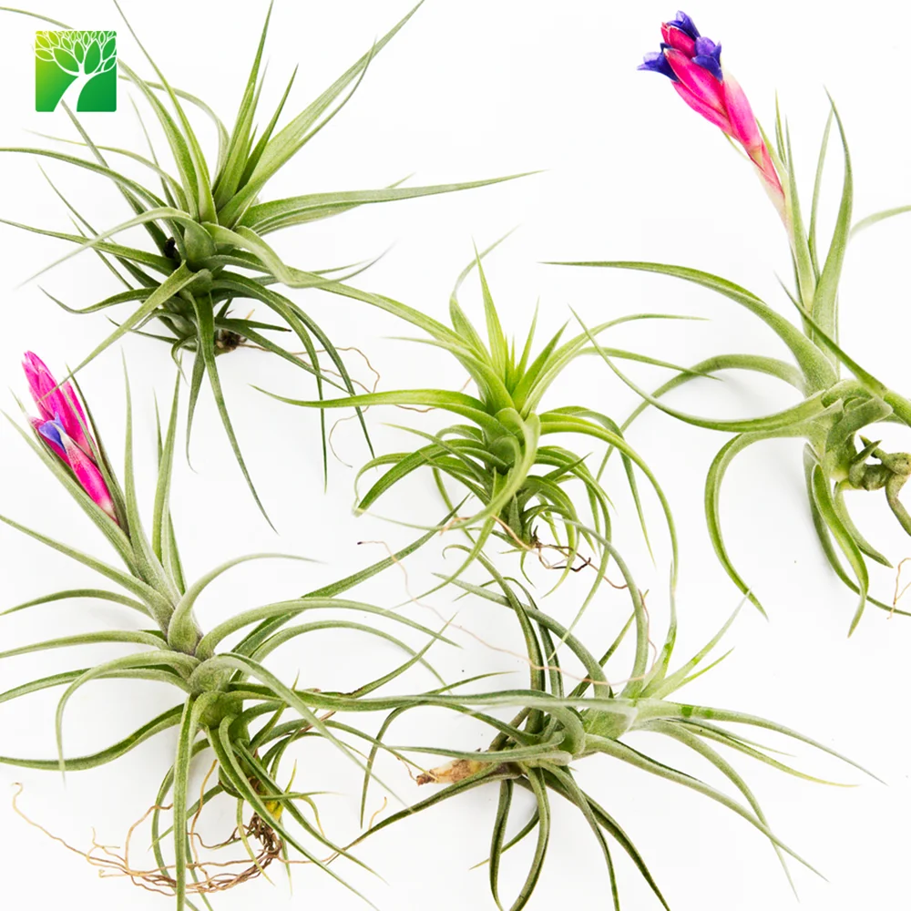 
Hot sale 2-3 inch height green live air plant T.Bergeri hybrid 