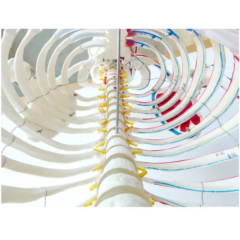 The 170CM human skeleton model is coded with half muscle start and stop point