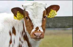 
Android UHF handheld reader Industrial pda with long reading range UHF above 15meters/ HF above 40cm for inventory 