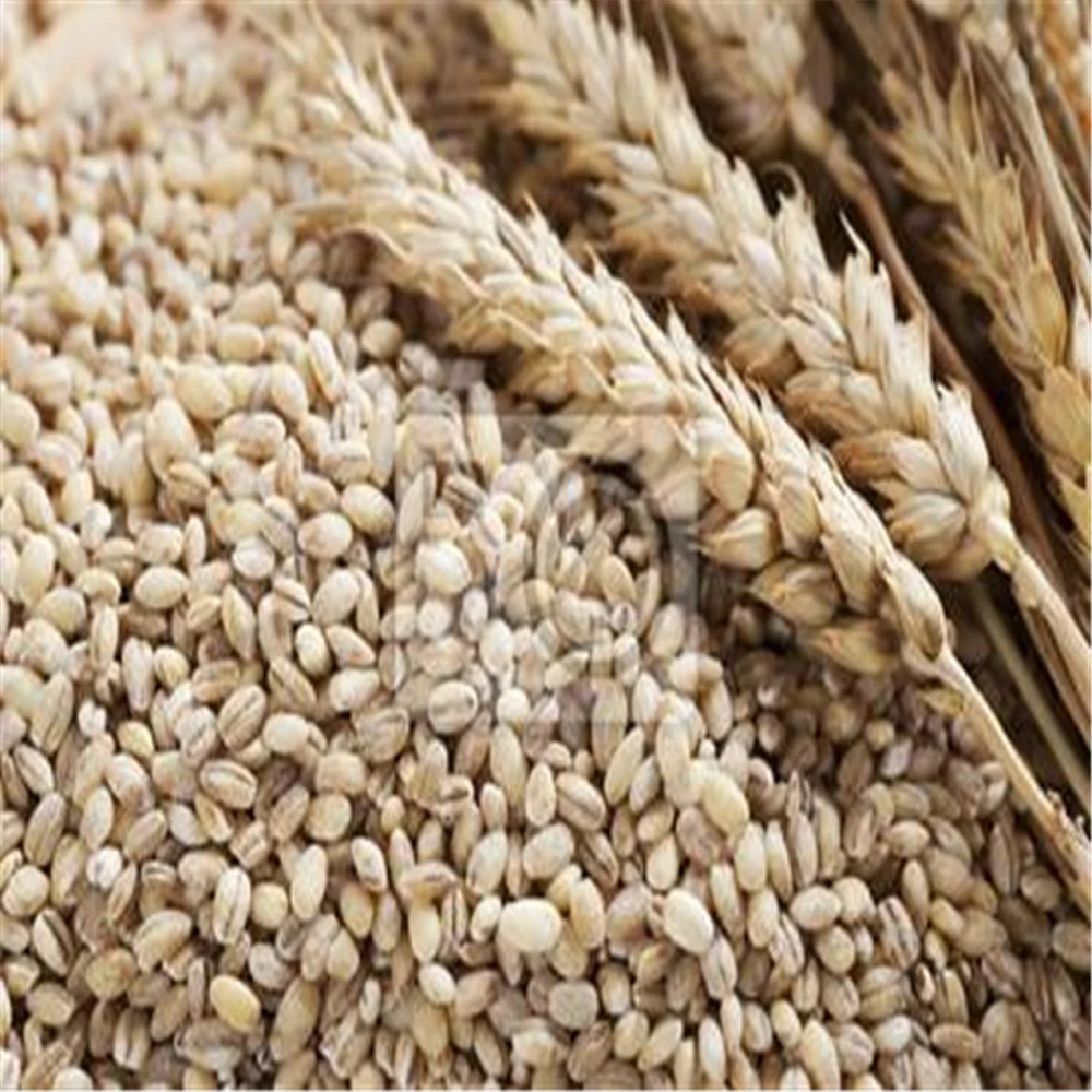 Super Condition Newly Cropped Animal Feed Barley for Sale at Competitive Market Cost