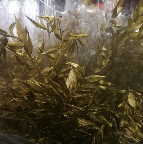 Real Flower ruscus bunch Arrangement dracaena sanderiana with Green Leaf