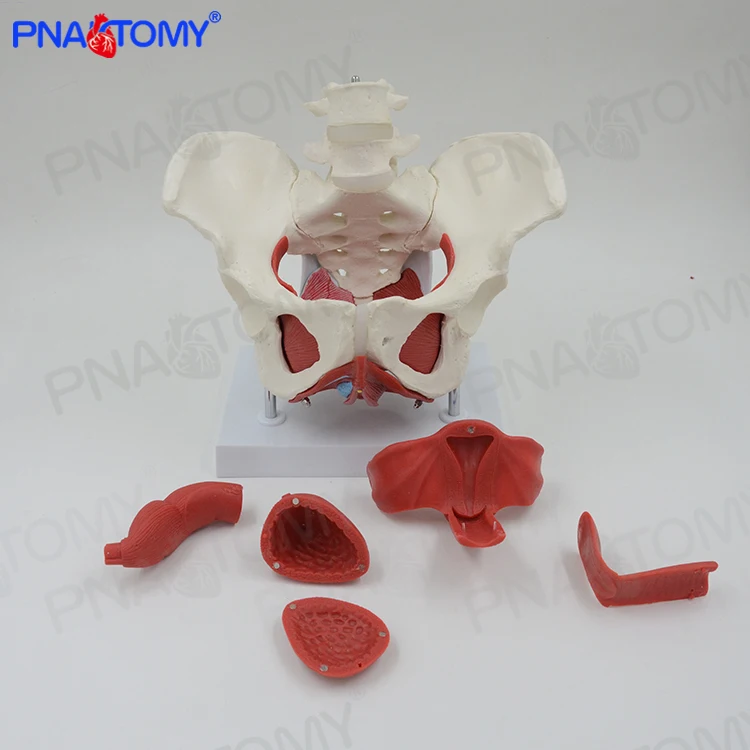 Adult Female Pelvis with Muscle Organs Pelvic Floor Muscle Model PNT-0589-3B Life Size PVC Medical Science Anatomical Model