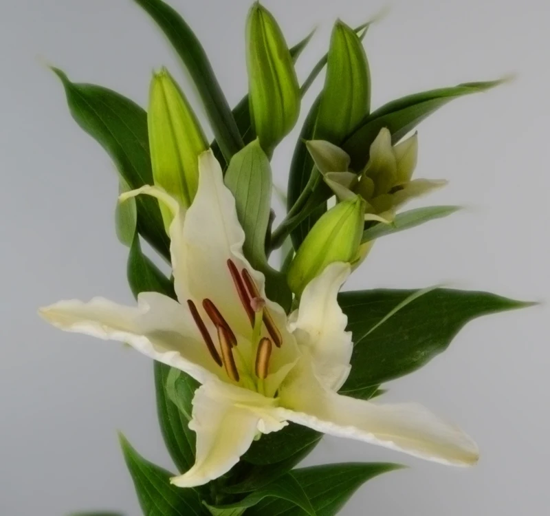 
Fresh cut flowers bulk flower market lily flower bouquet 