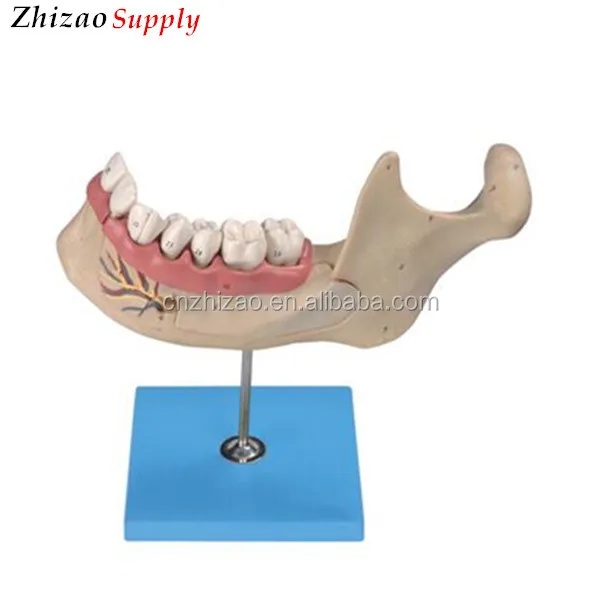 6 частей зубы модель комплект резцов собак и первый коренных зубов Модель с нижней челюсти