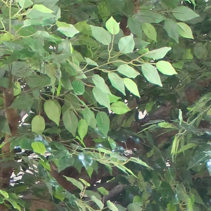 Custom made decoration artificial bonsai oak tree leaves ficus tree branch huge