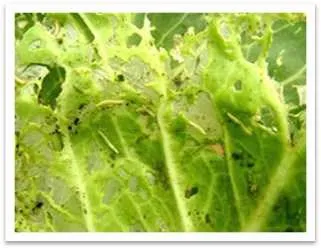 
Top Agrochemicals Pesticide Chemicals Technical Organic Natural Pest Control Chlorfenapyr 8%+Indoxacarb 16% SC 