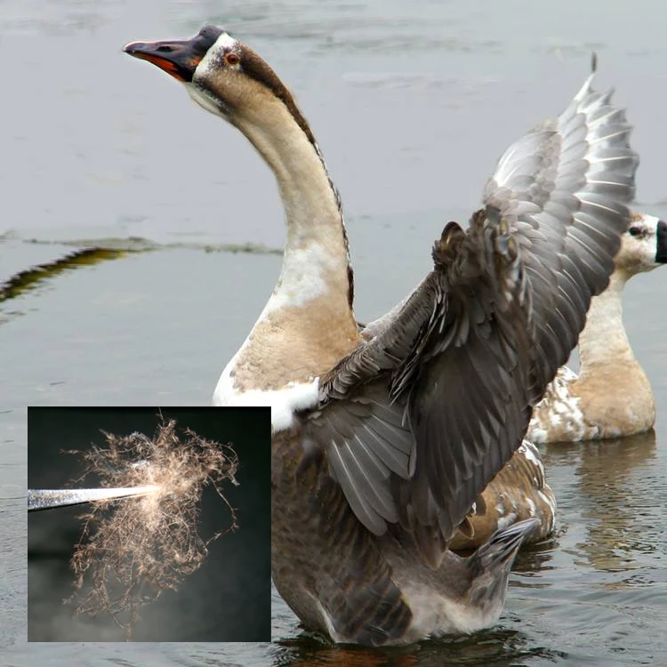 
Washed Grey Goose Down 95% Lion Head Goose 