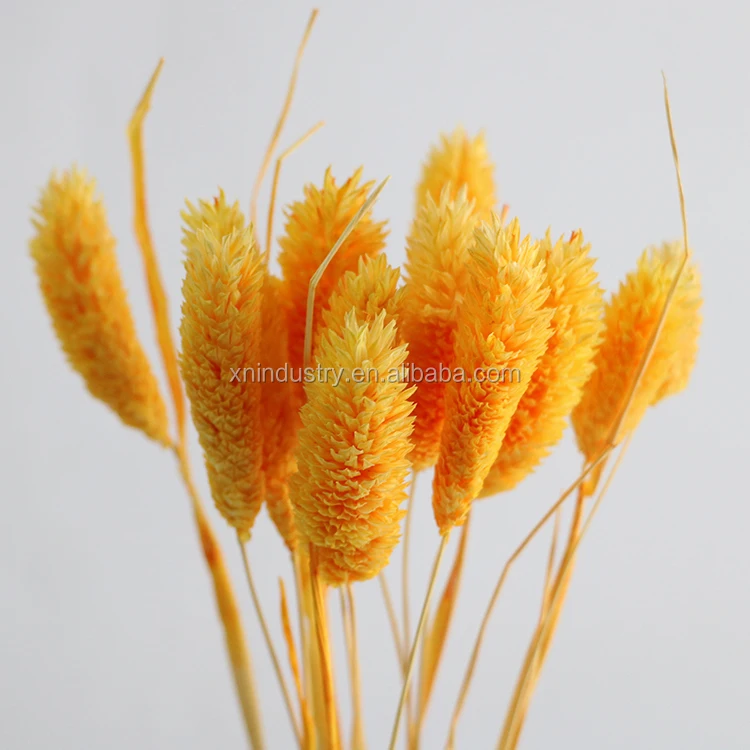 100% Real Natural Dried Flowers Phalaris Flowers Wedding Decor Gem Grass Dried Bouquet