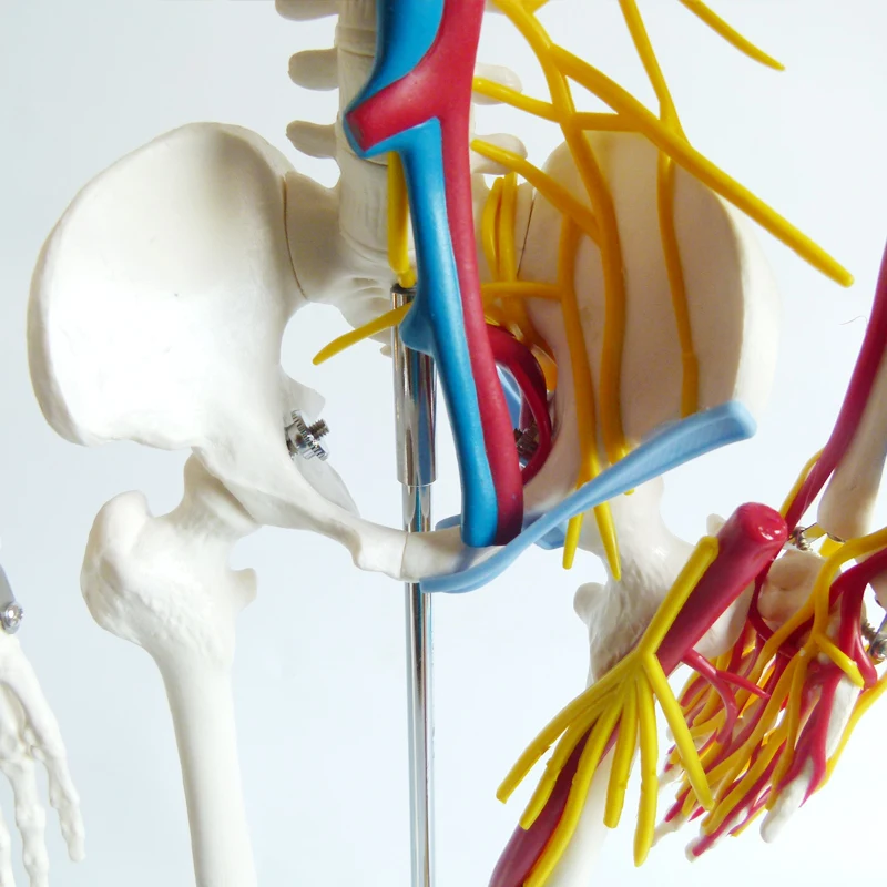 85CM skeleton model  anatomy skeleton human plastic skeleton