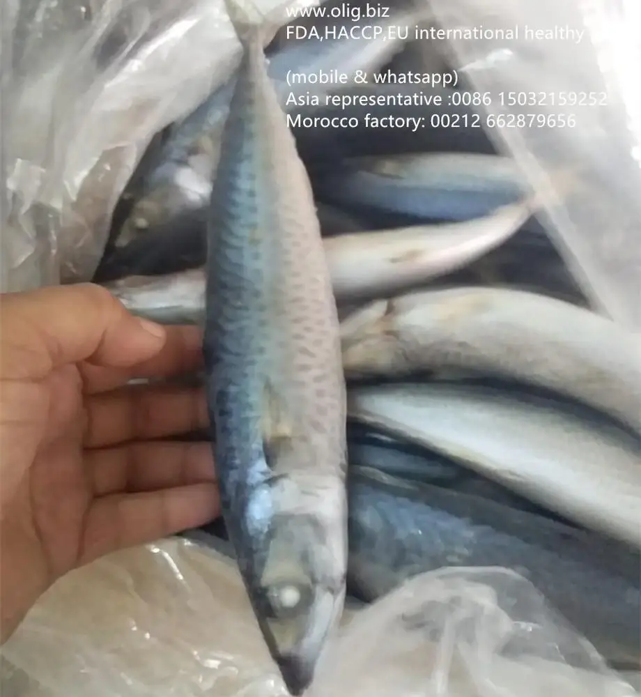 frozen Mackerel