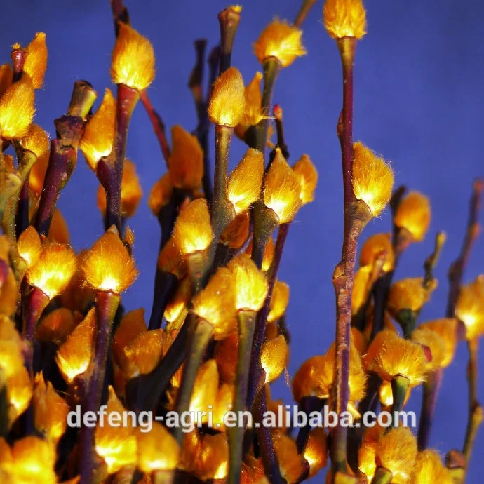 Wholesale fresh cut branches salix pussy willow for Christmas decoration