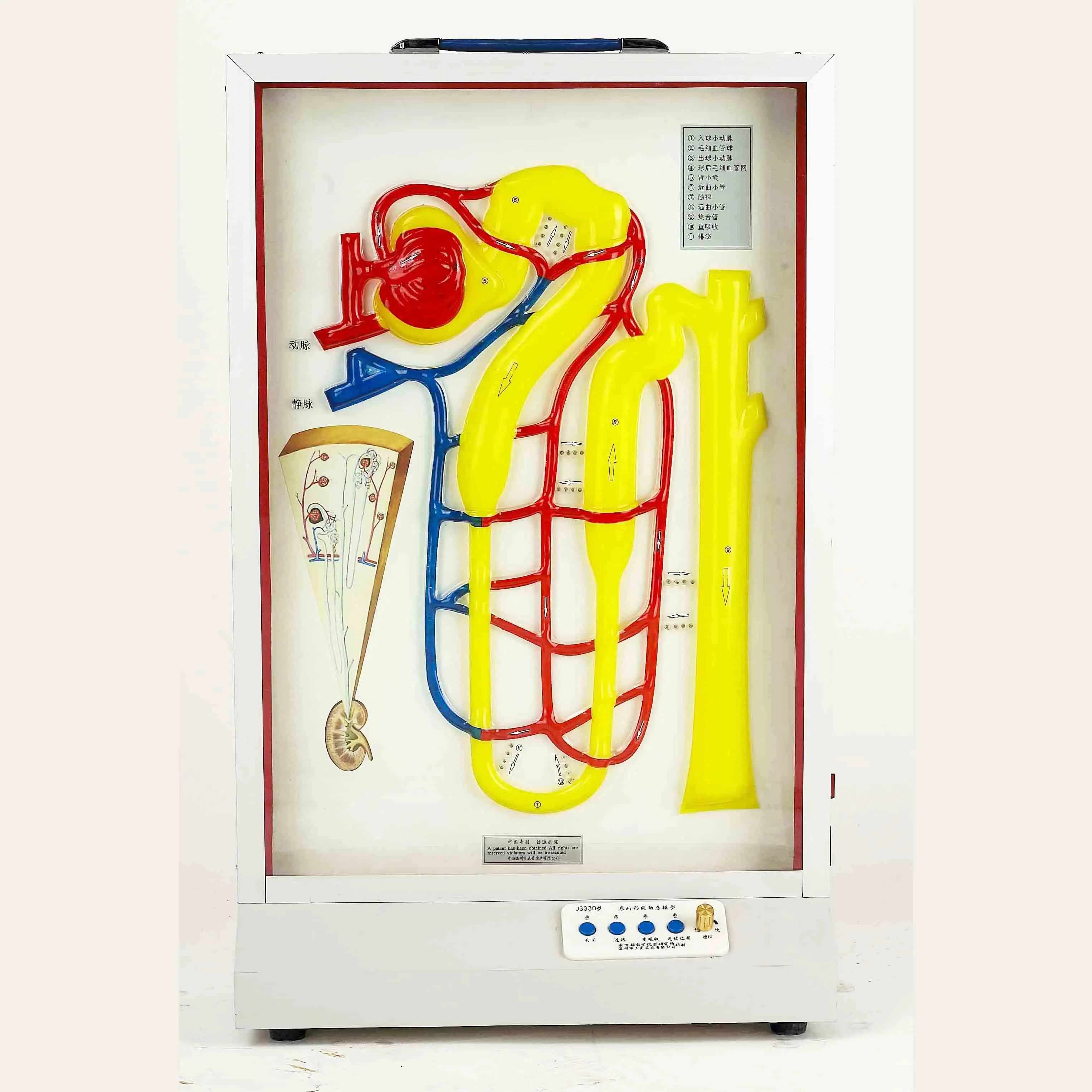 GelsonLab HSEM-002  Electrical Blood Circulation Model Electrical Model of heart pulse and blood circulation