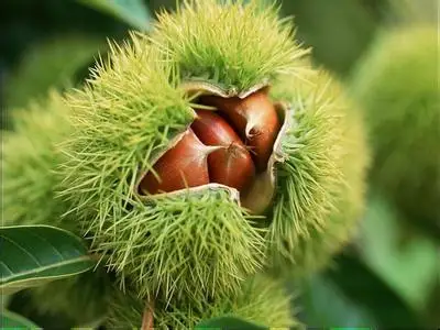 Organic  Snack food Peeled  Roasted Chestnut kernels