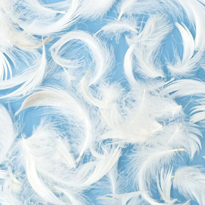 Washed Pure White Duck Feather Sofa Cushion Pillow Filling Materials