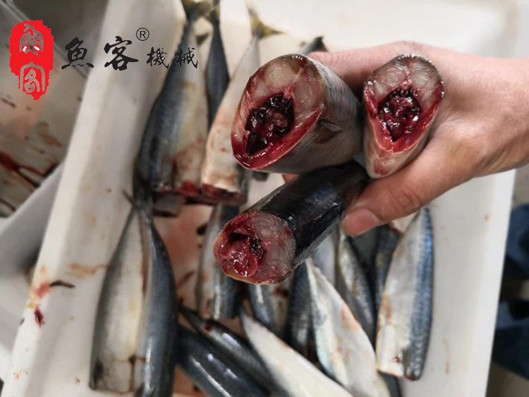 Tilapia Fish Cutting Machine Electric Cod Saury Head Cutter for sale in usa Auto fish processing machine