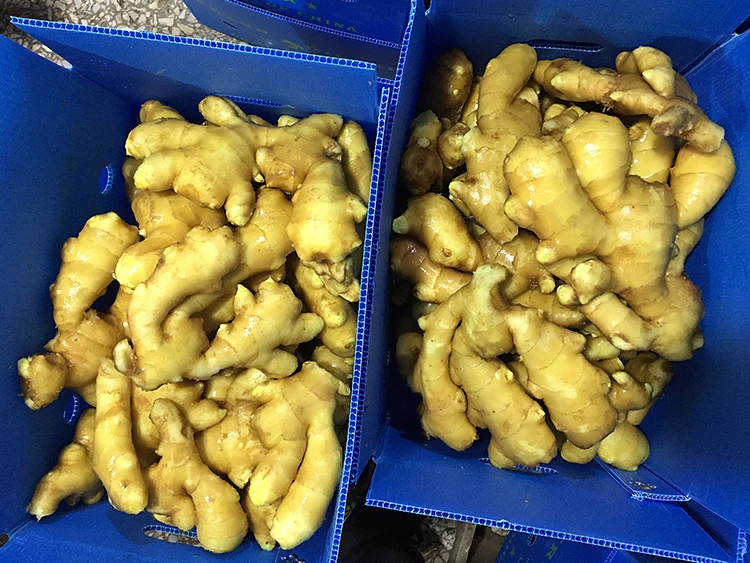 
Chinese fresh mature ginger from shandong price in usa 