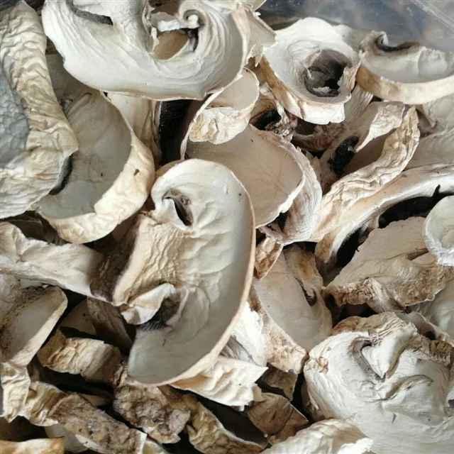 Dried Champignon Mushroom Slice Price for Sale
