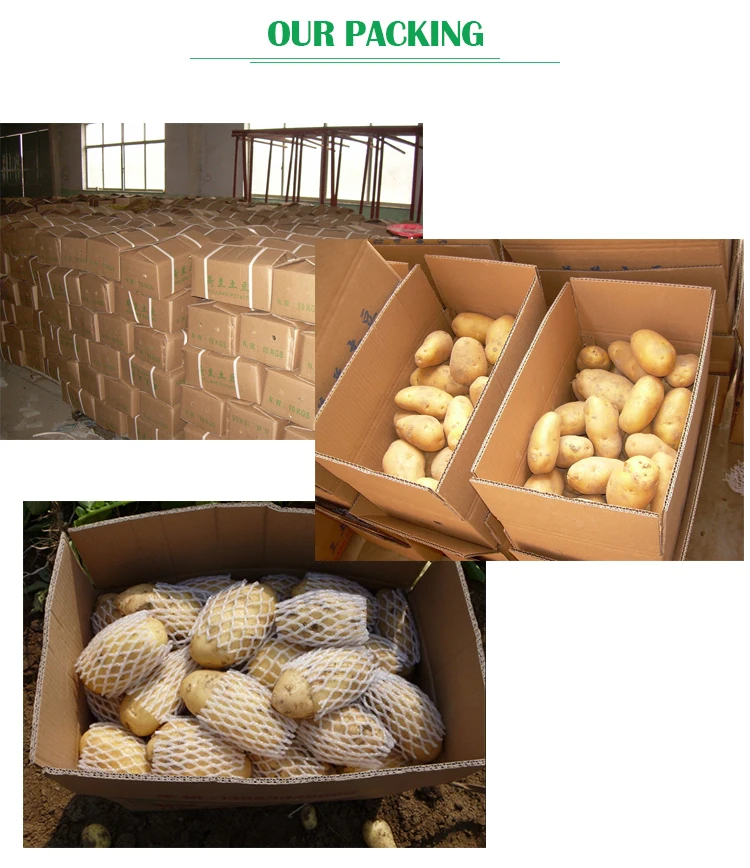  Китайский новый урожай 2019 свежий картофель по хорошей цене