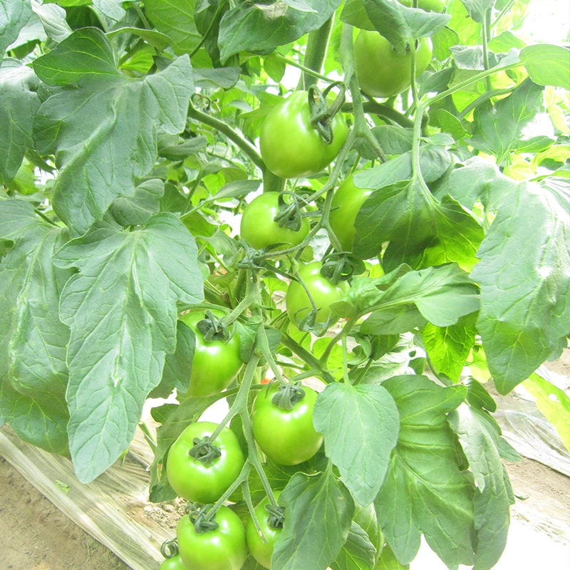 Короткий межузел энергичный рост семена гибридного помидора из Китая