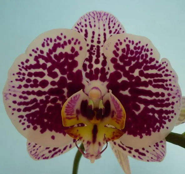 Белое черное пятно, Бабочка, Орхидея из Китая