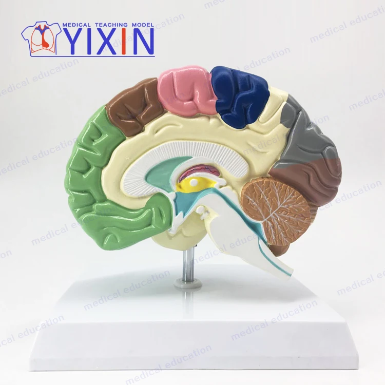 Cerebral artery brain anatomy modelbrainstem brain structure model neurology ventricle hemisphere color brain