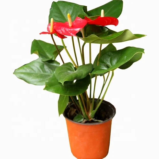 
 Привлекательные цветочные растения в виде фламинго и антуриума  