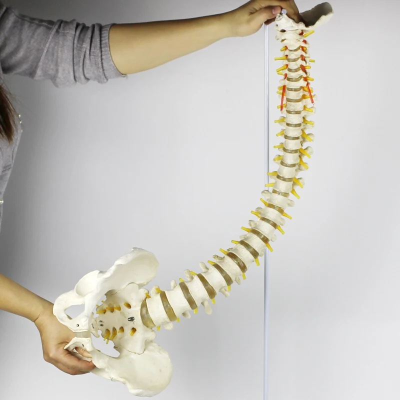 
YUEYONG Spine, pelvis, european shape, Medical Spinnal Column Anatomical Human Model, 