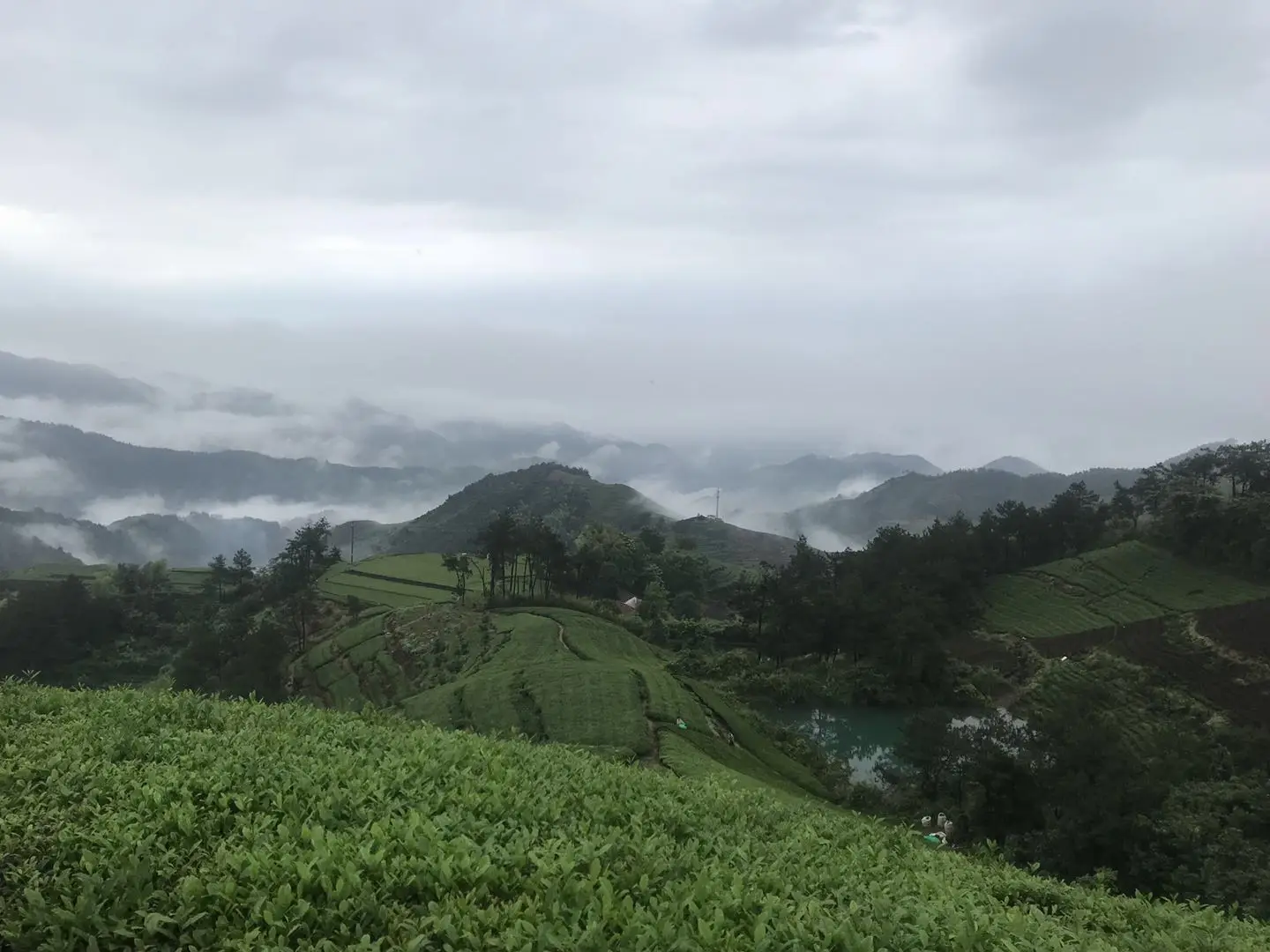 Wholesale Factory Supply Price OEM certificate tea Bulk Loose Leaf Natural 9366 Dried Broken Chunmee Green Tea