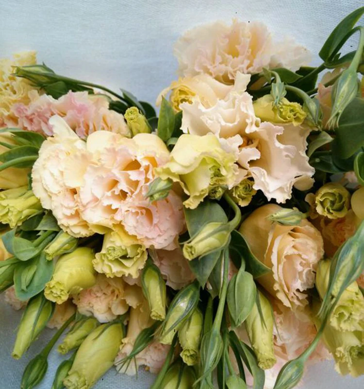 
wholesale flowers online fresh flowers Any Occasion flower bouquets 