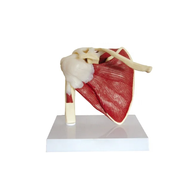 Human Muscled Shoulder Joint with Skeleton Anatomy Model