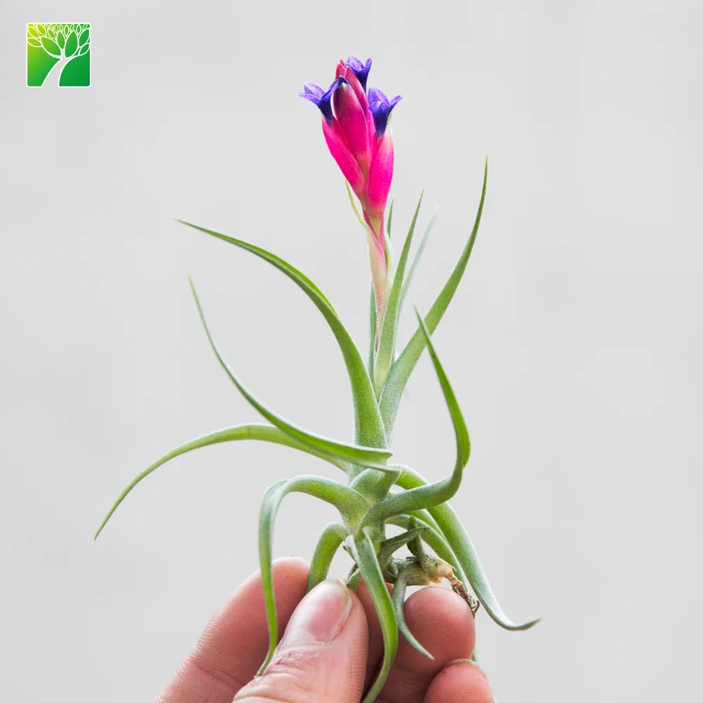 
Hot sale 2-3 inch height green live air plant T.Bergeri hybrid 