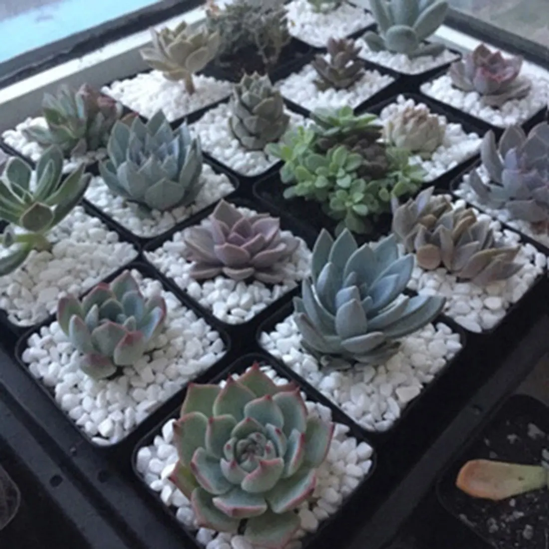 Natural White Quartz Pebble With Different Size