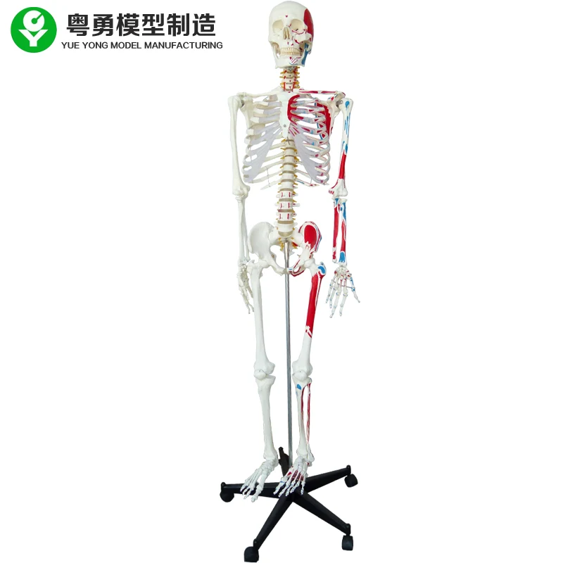 The 170CM human skeleton model is coded with half muscle start and stop point